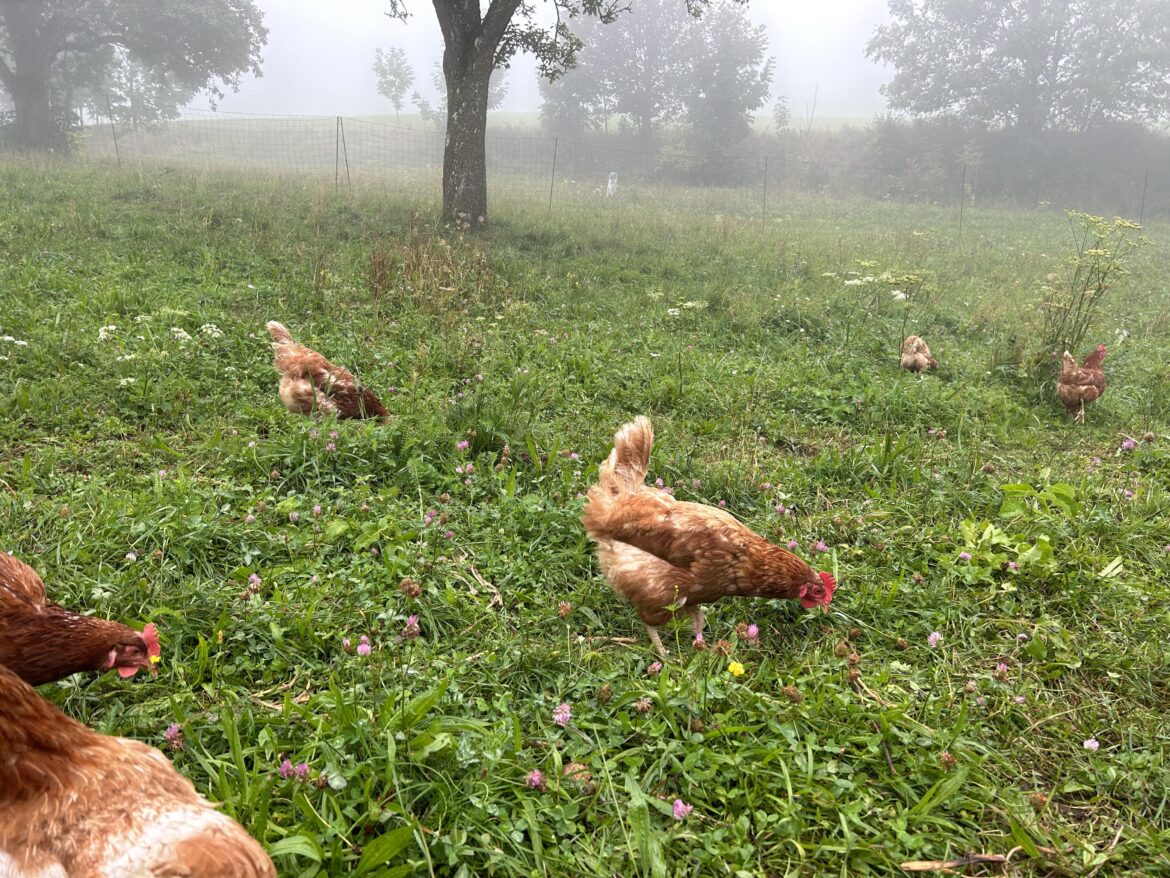 Chickens in the Mist