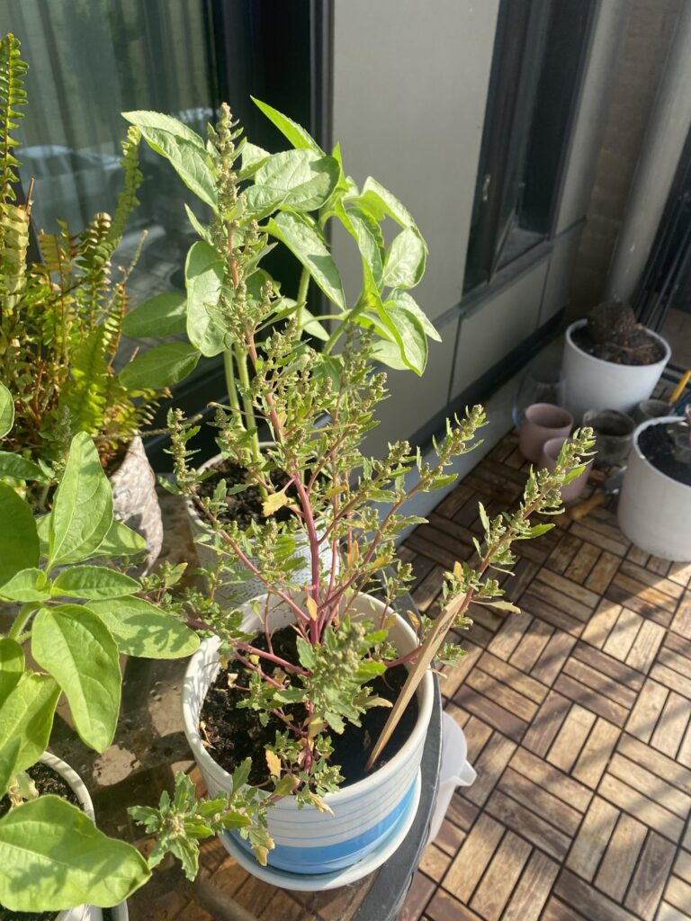 I will my apple tree recover?