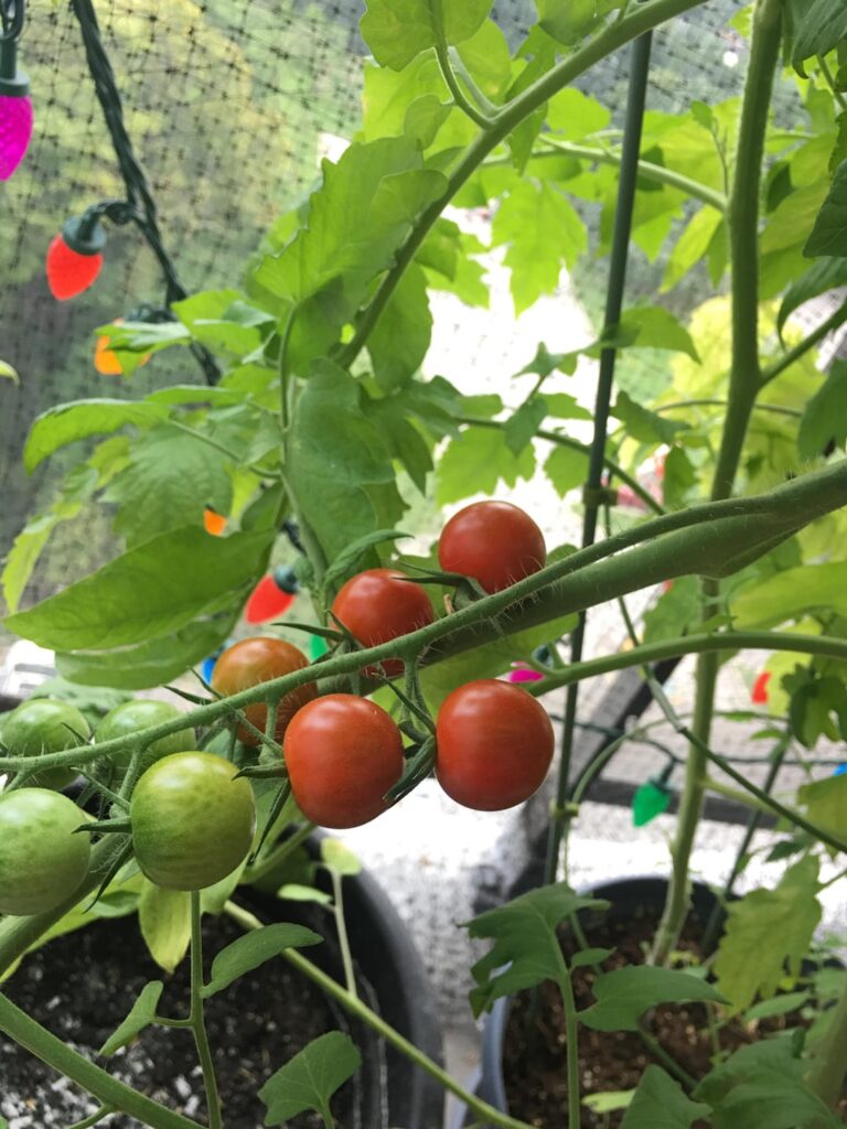 Update: very happy my cherry tomatoes are turn red.