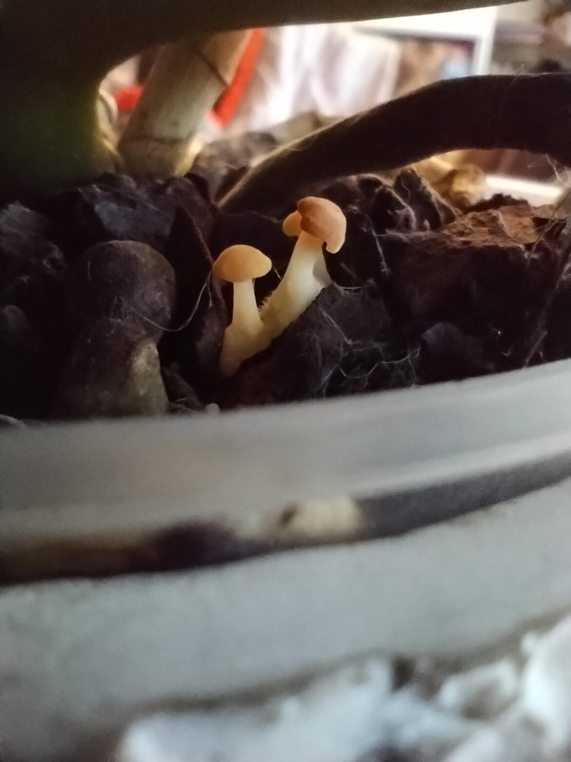 Mini mushrooms in my orchid bark, friend or foe? (Plant is very healthy and currently growing a new leaf and stem)