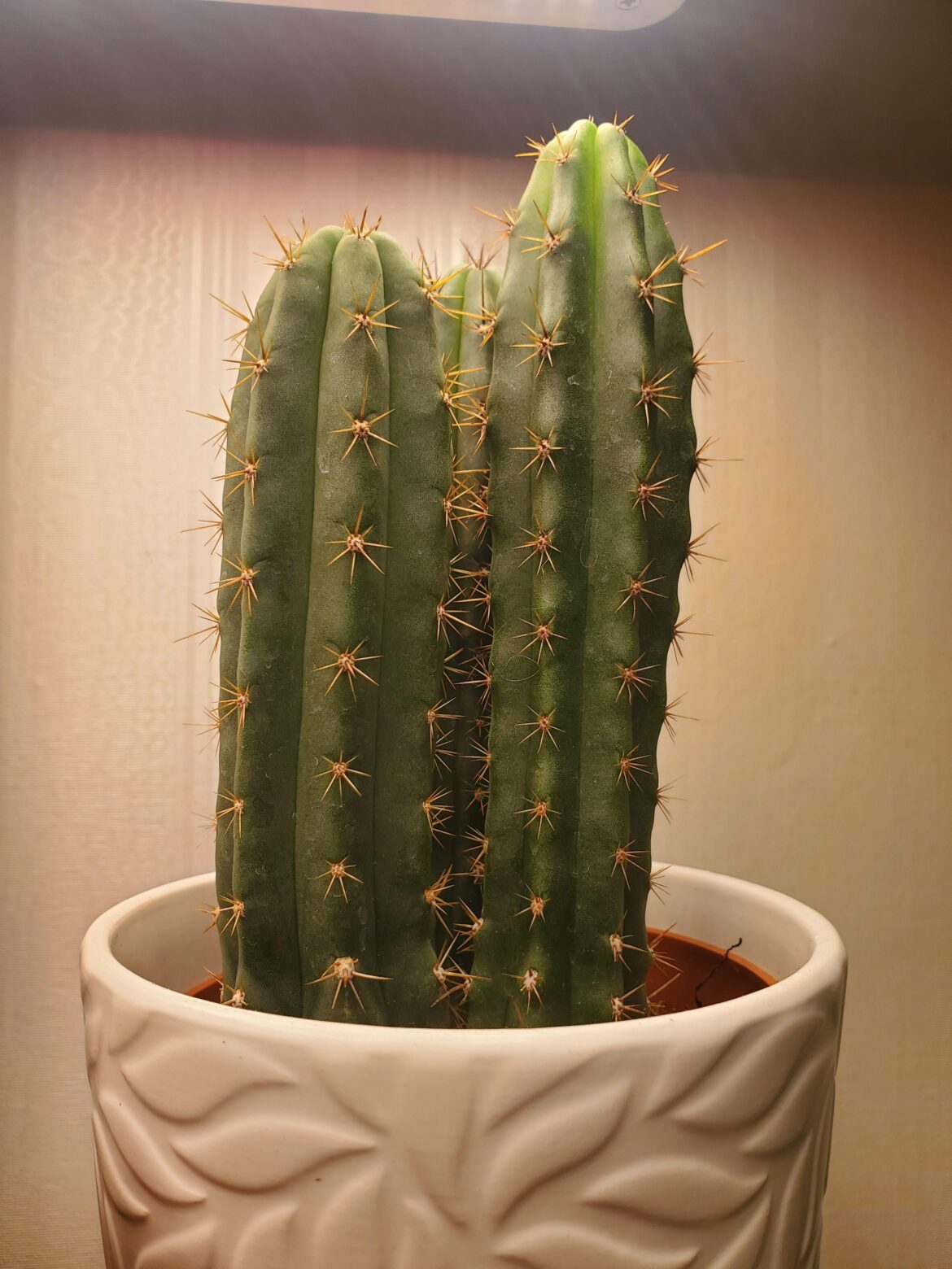 Local supermarket in MA sell these so had to have one. San Pedro?