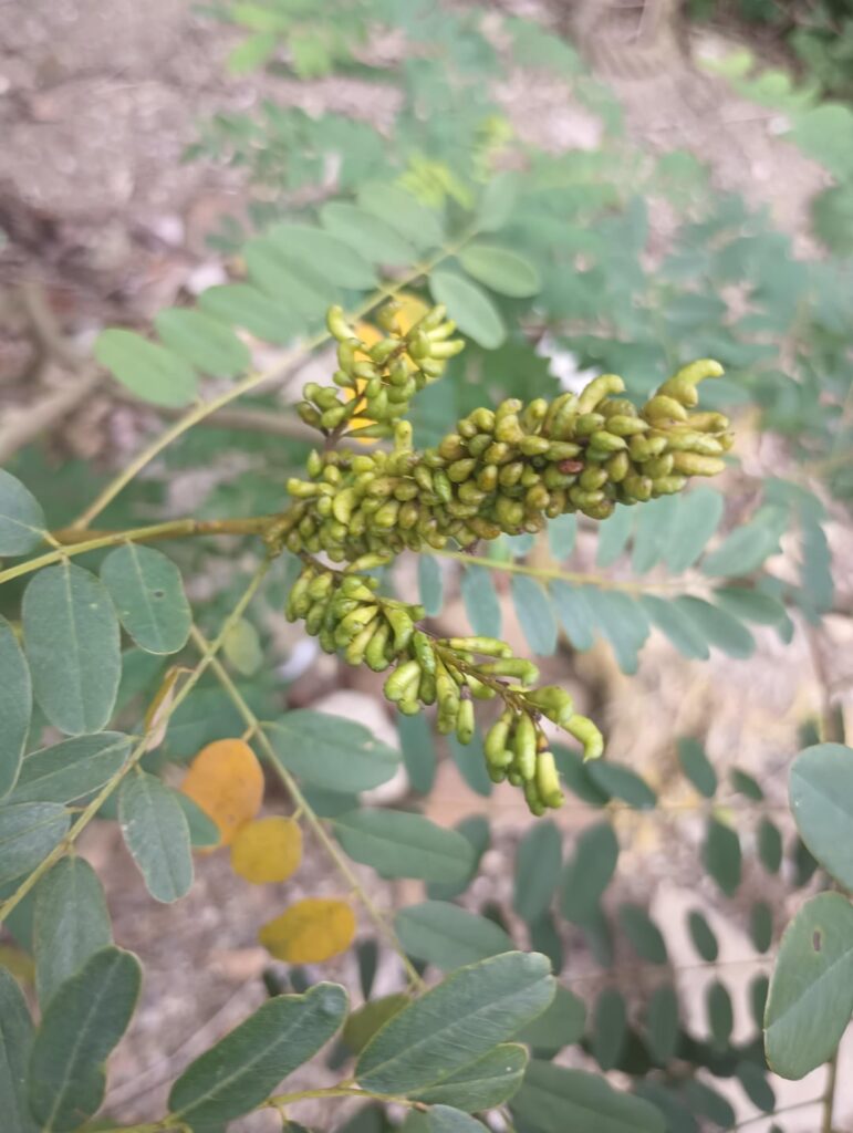 Weird tree, south western PA
