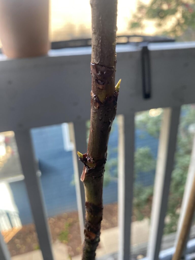 New Growth Casing fell off