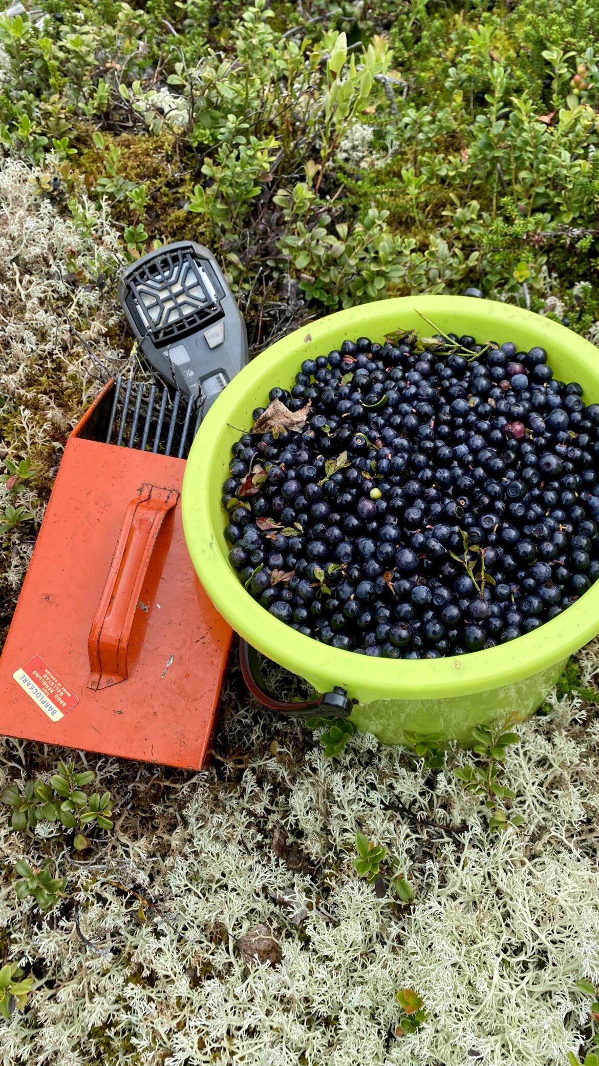 Foraging wild blueberries northern Sweden