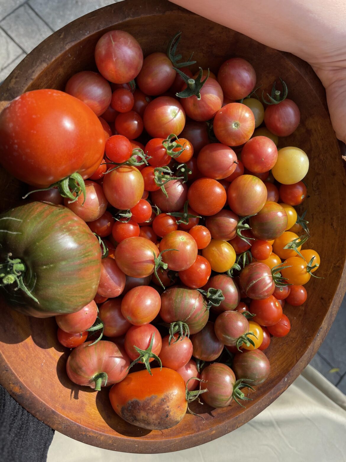This morning’s harvest #cherrybomb (forgot the pic the first time) 🤦🏻‍♀️