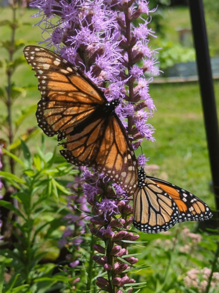 Finally getting more monarch visitors!