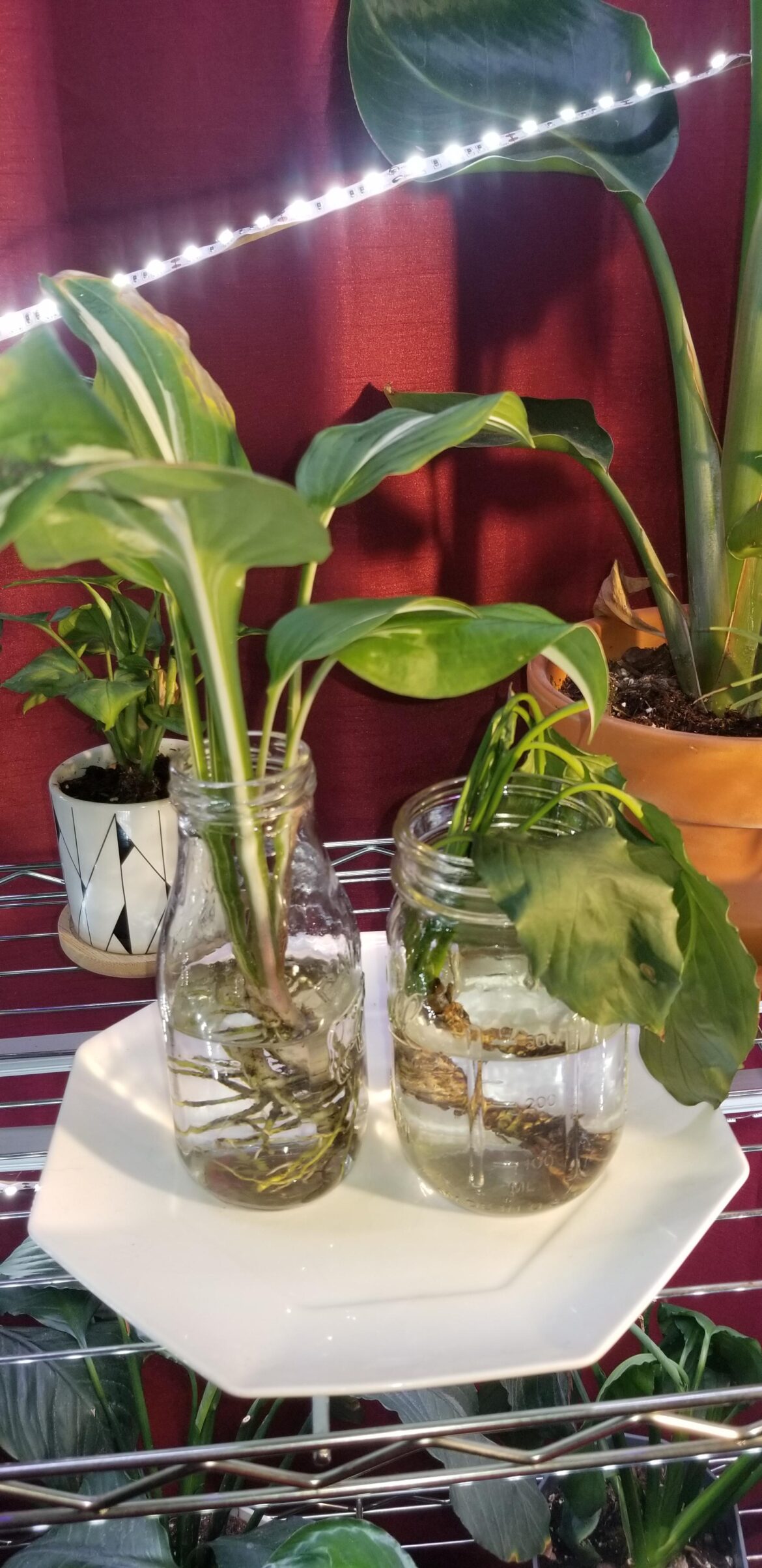 Rerooting a vandalized hosta and a root rot Peace Lily.
