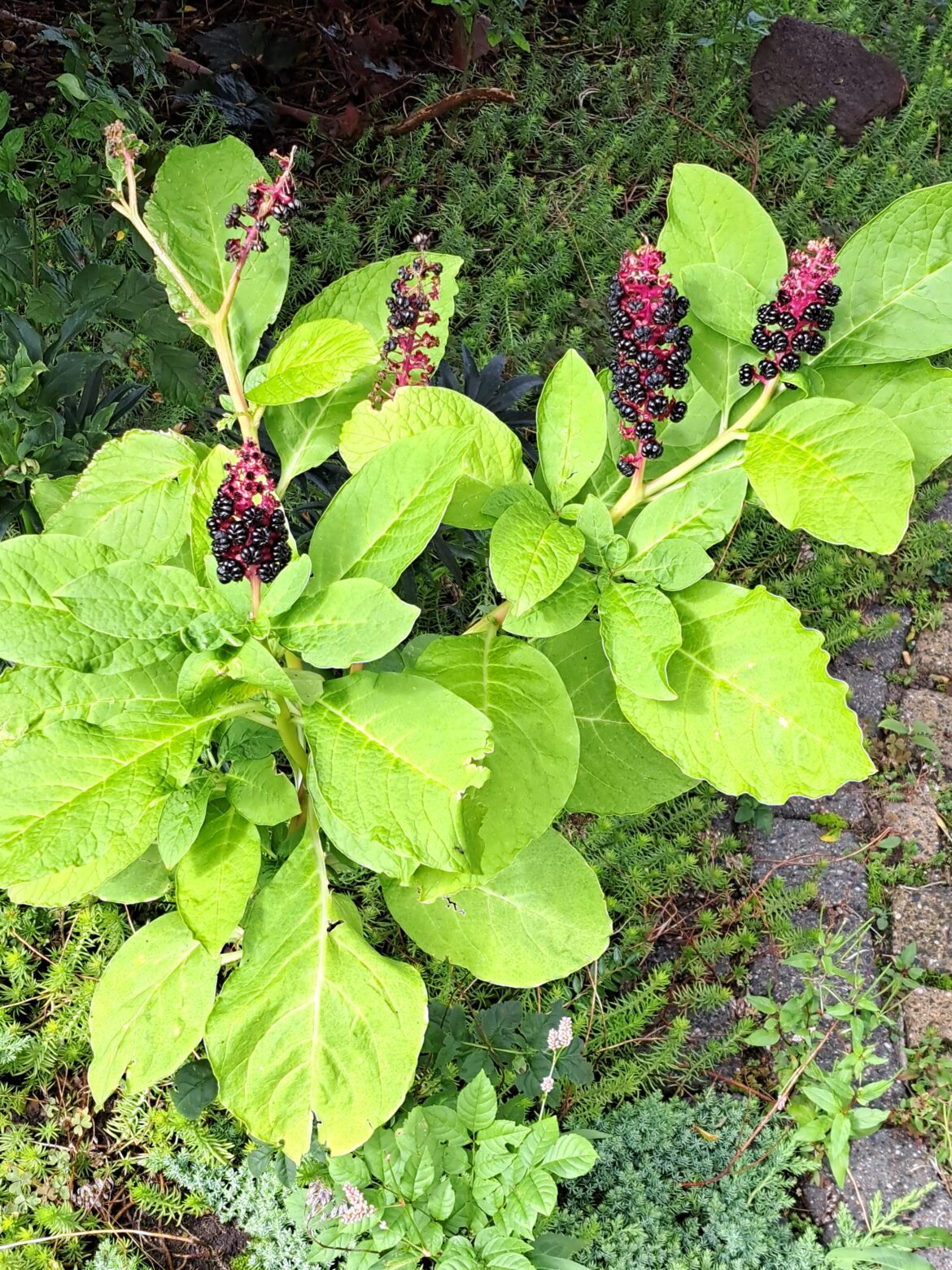 What kind of berry is this?