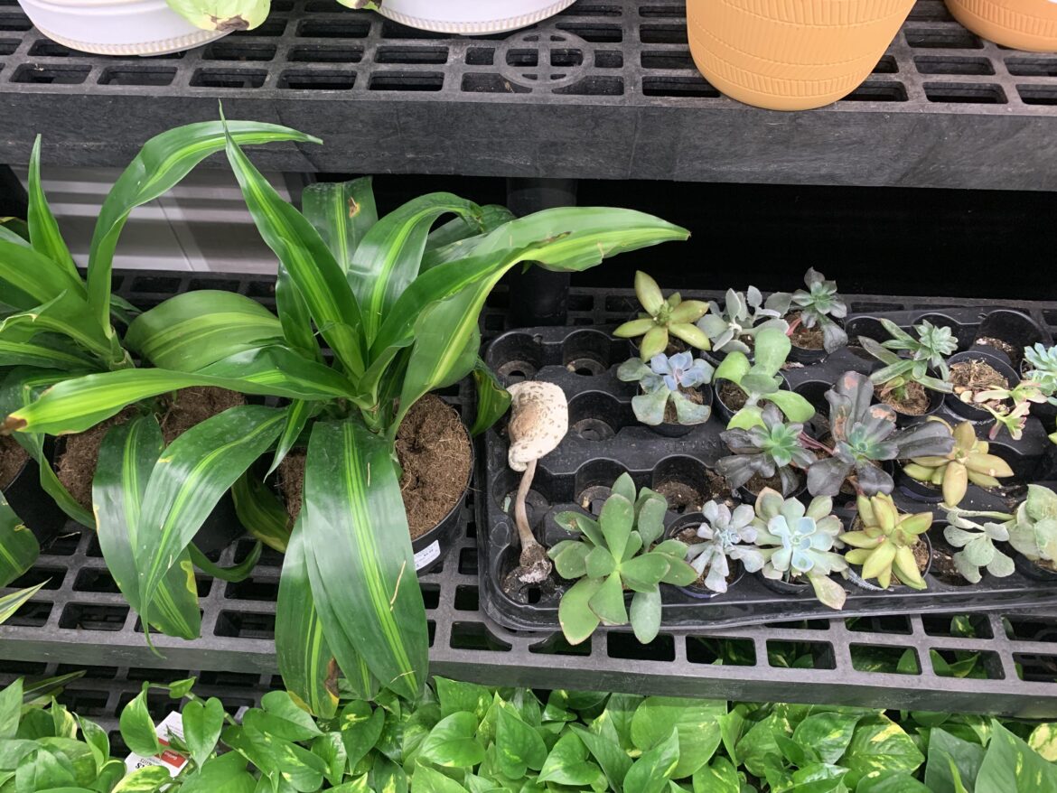 walmart remains undefeated 👌 keep sleepping on them though 💯💯🍄