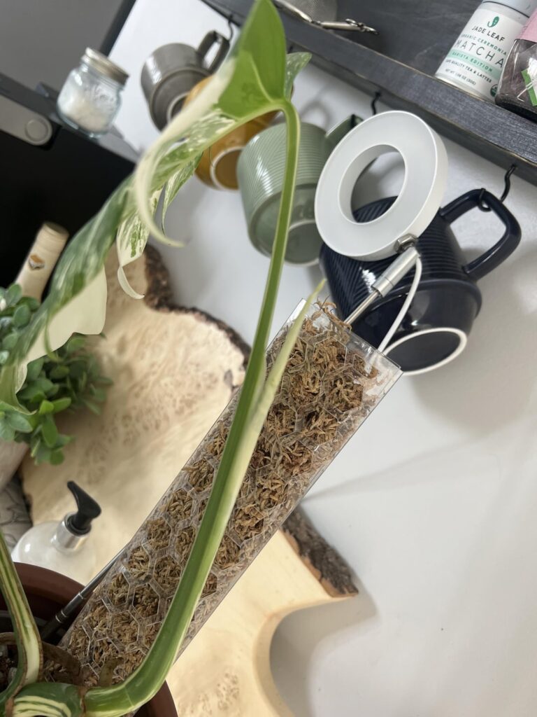 My prized possession just gave me a new this morning 🥰 first photo was Sunday, second was this morning! Didn’t realize my new leaf would unravel so soon!