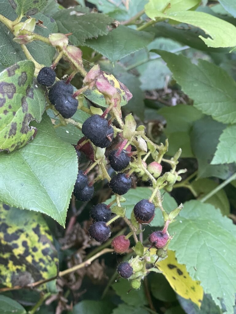 Can anyone help me identify these PNW berries??