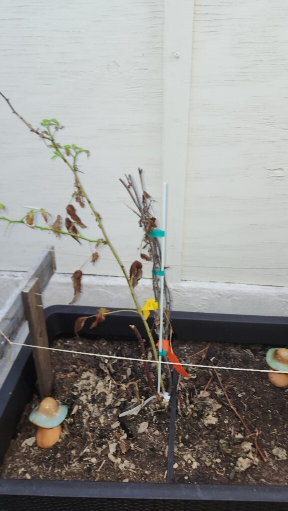 I don't know why my beloved raspberry plant is dying?!?