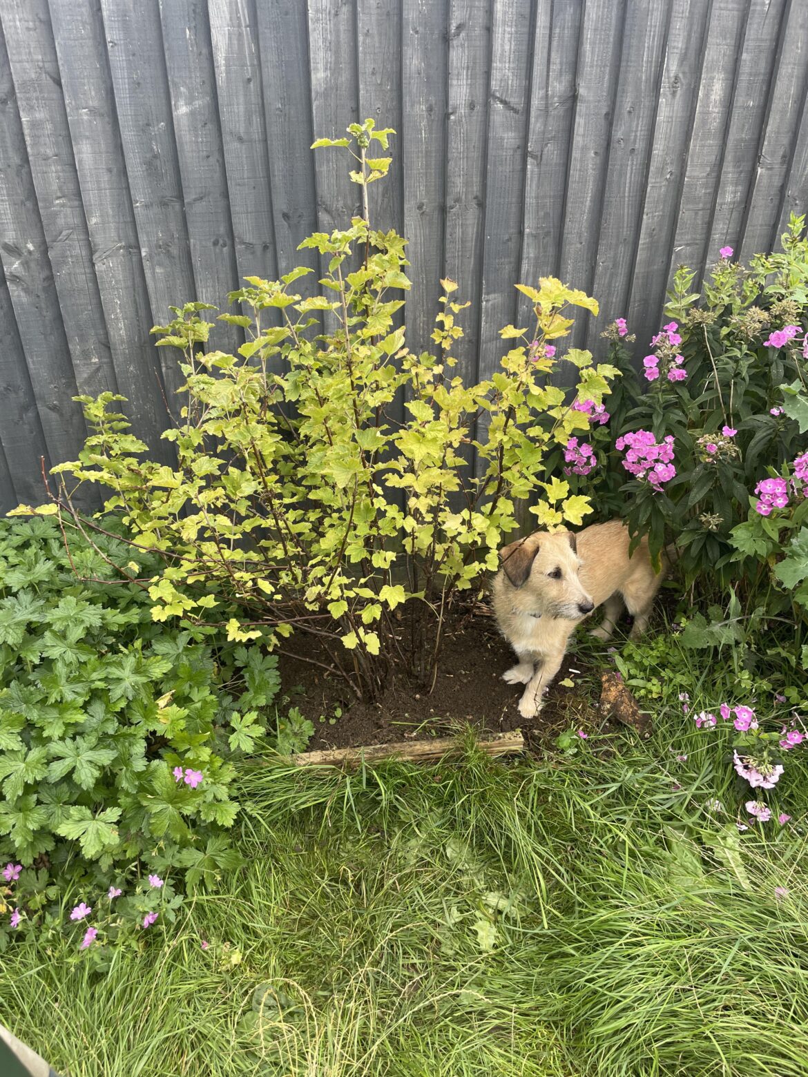 Gifted a red current bush by a friend and my dog is already protective of it. 🙈