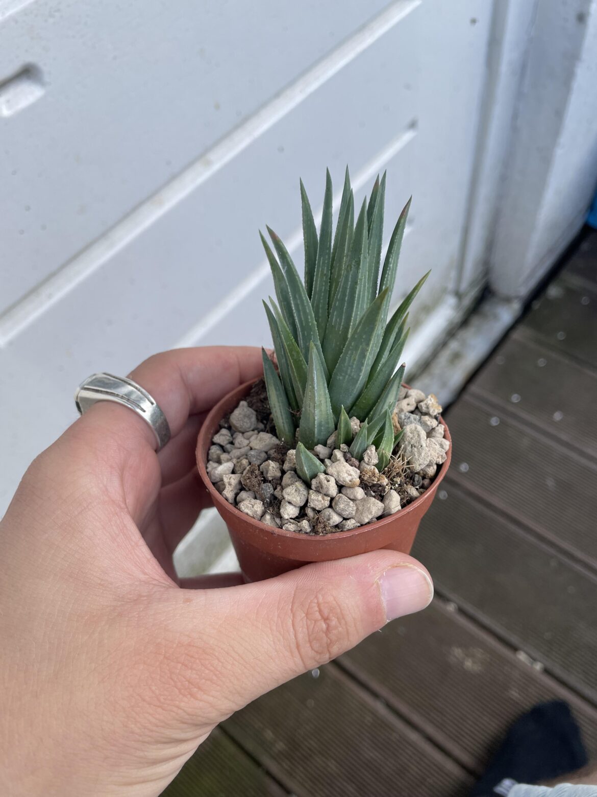 What is the ID of this stunner? I got it today but ripped off the tag already