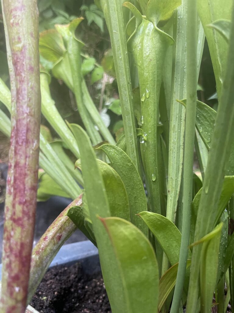 Heads growing weird!