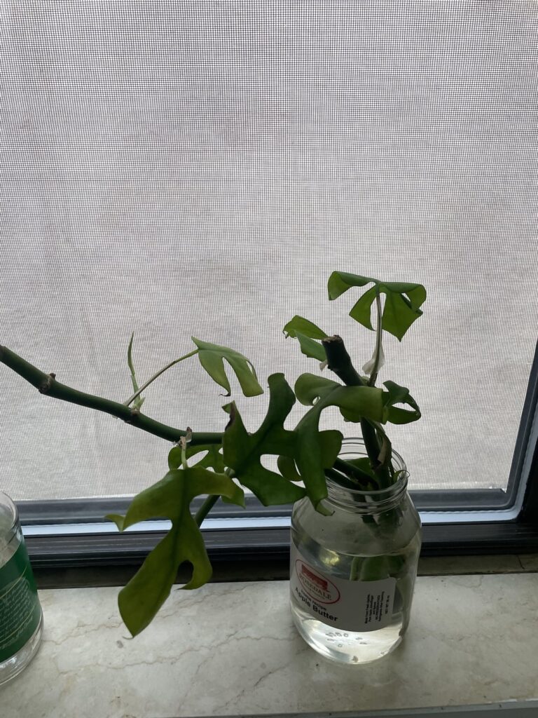 Monstera Plant Propagation - What’s going on?