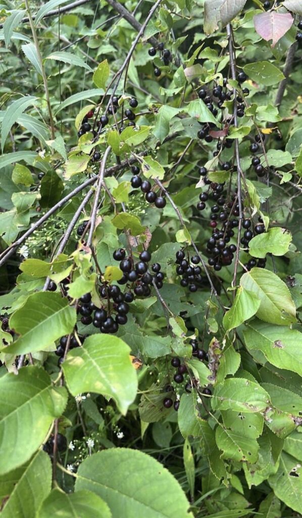 What berries are these?