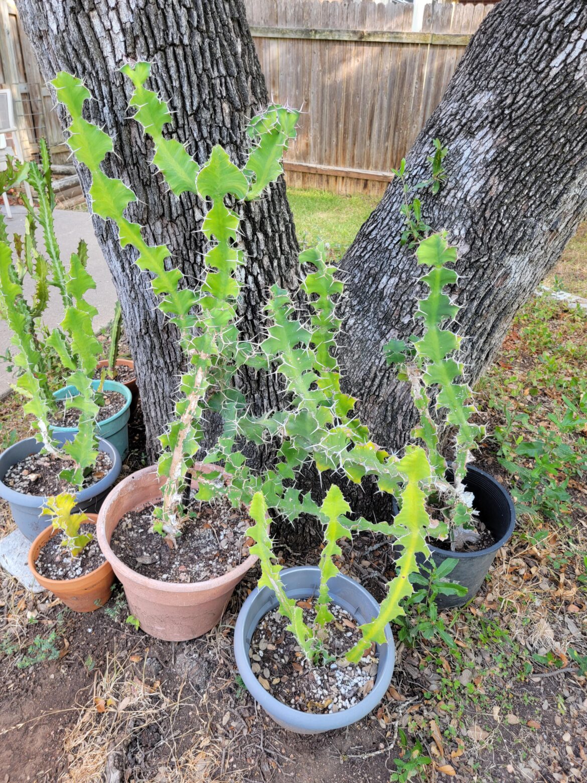 What is the best time of year to prune/propagate?