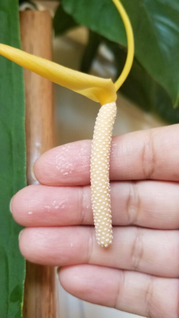 Trying to pollinate my A. Pallidiflorum. I was lucky enough to get two inflows with my plant. One is on it’s way out but has a lot of pollen, 1st pic , and one is still coming out, 2nd pic. I read that I can freeze the pollen and try to pollinate when ready. Any tips?? Trying to pollinate my A. Pallidiflorum. I was lucky enough to get two inflows with my plant. One is on it's way out but has a lot of pollen, 1st pic , and one is still coming out, 2nd pic. I read that I can freeze the pollen and try to pollinate when ready. Any tips??