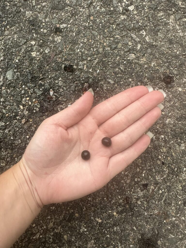 Berry my dog ate