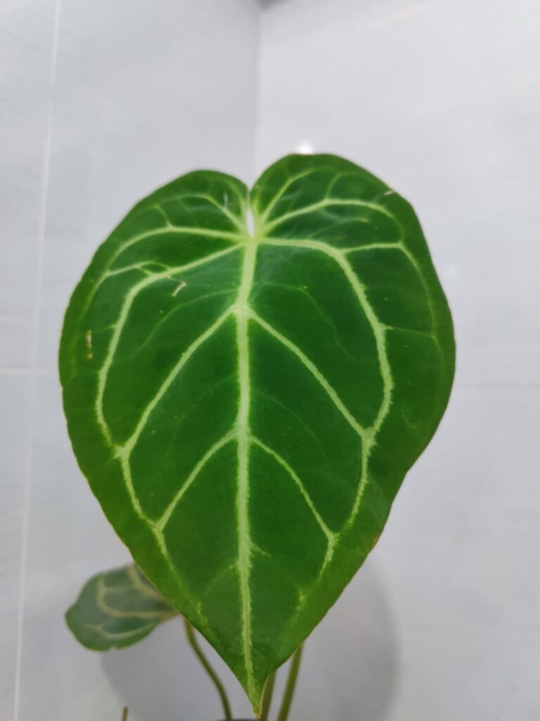 Seeking help to ID this Anthurium