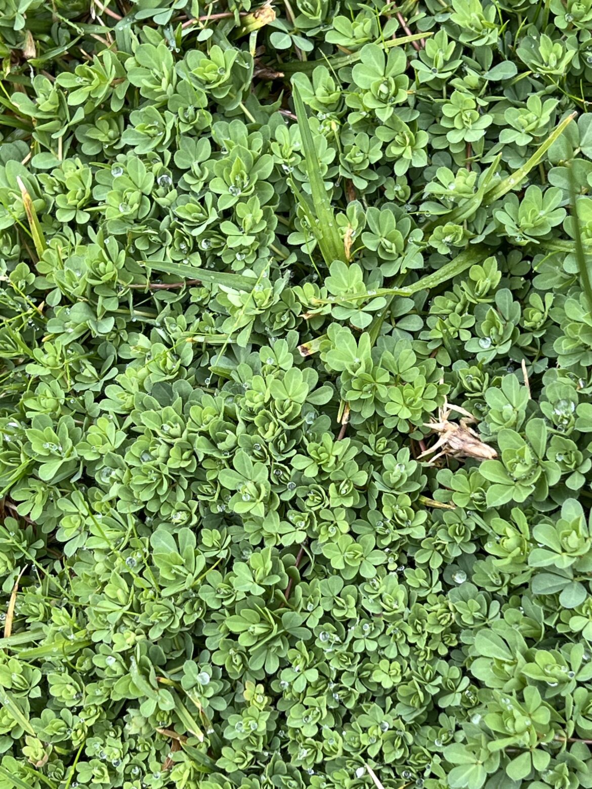 What is this weed? It looks good compared to the sad yellow grass