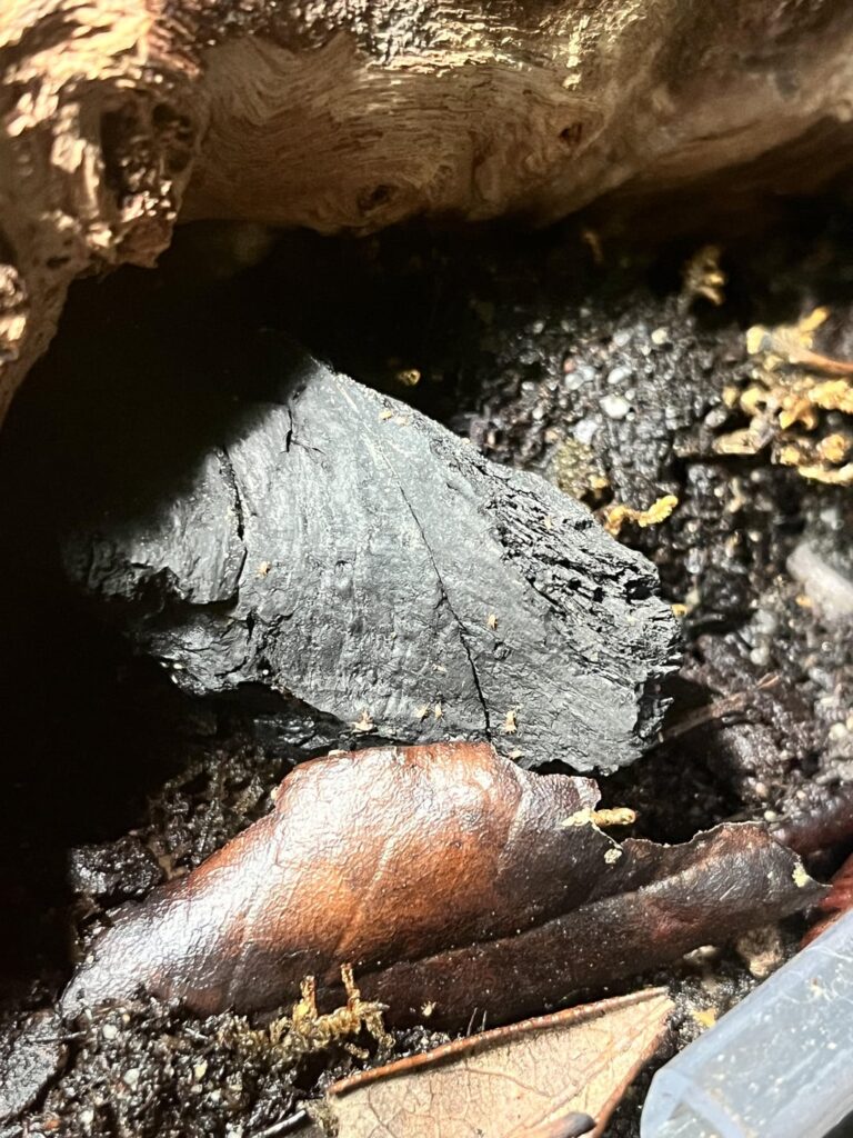 What critters do I have?