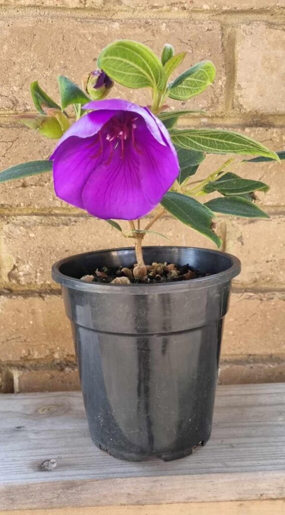 Purchased from a market. Victoria, Australia. Can I please get an ID?