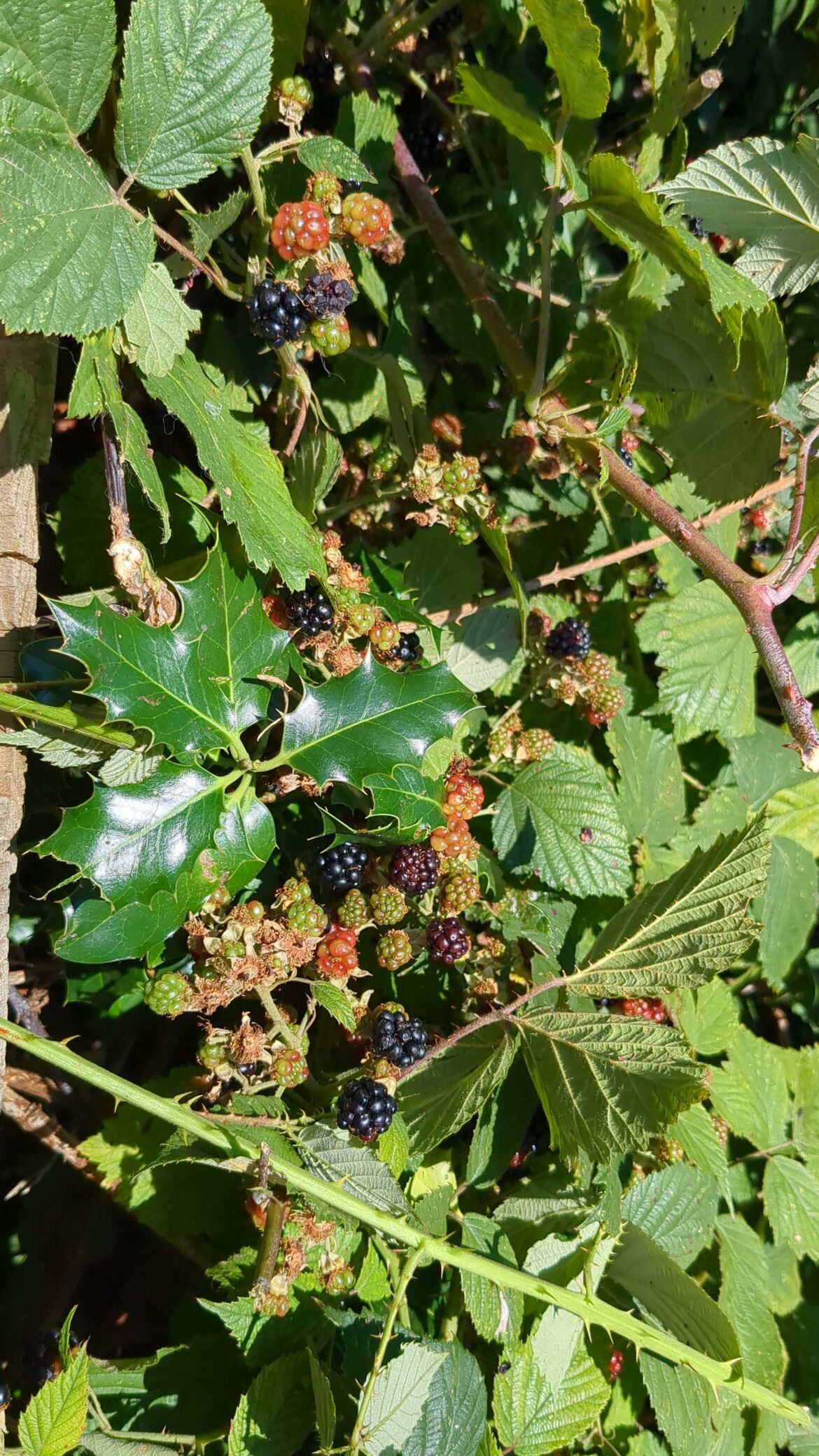 Safe to eat?