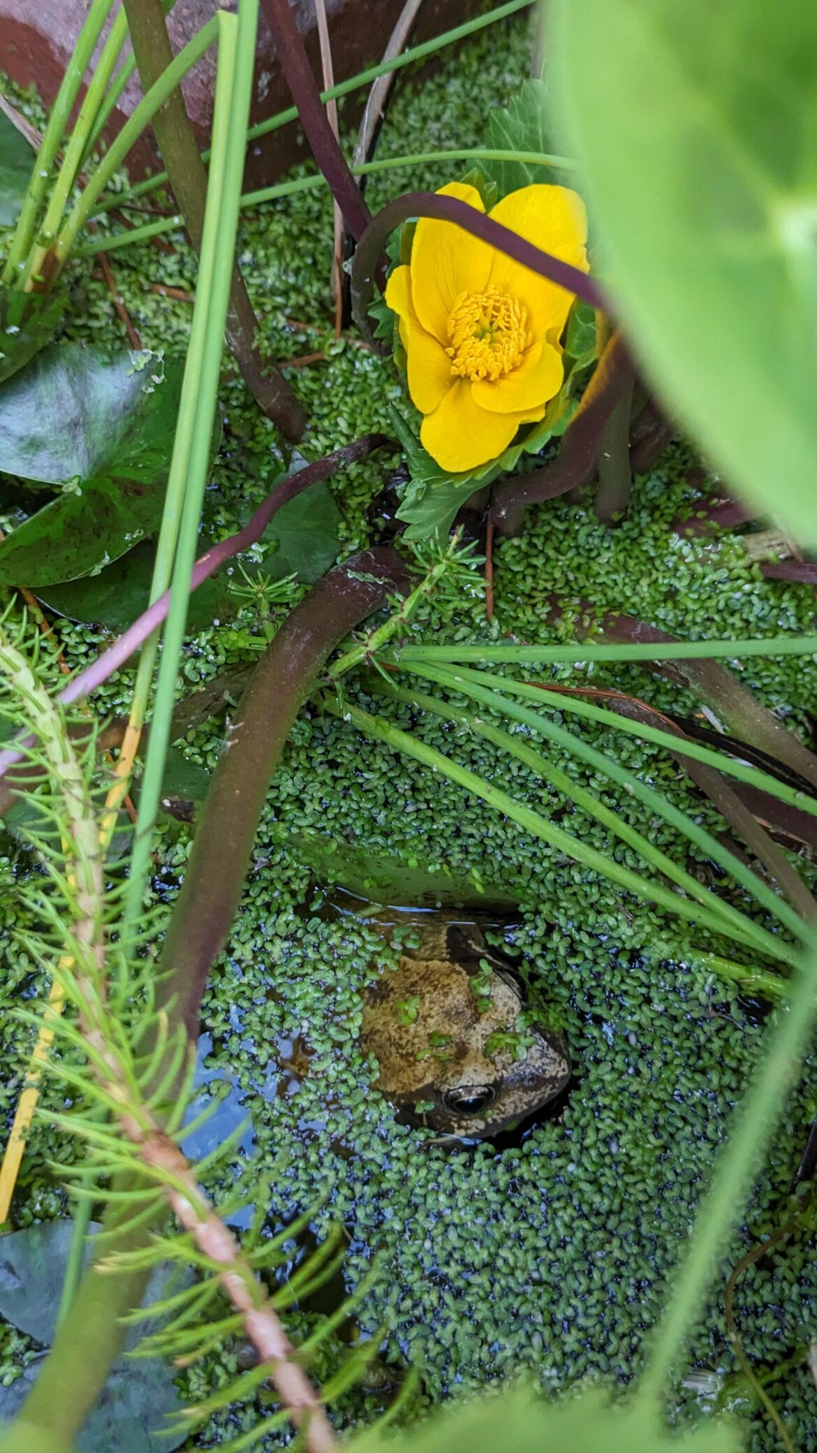 Frog and flower