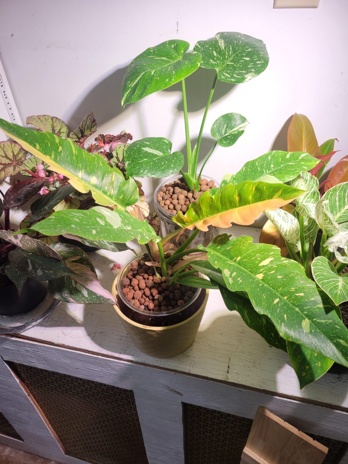 Found my ROF at my hometown nursery