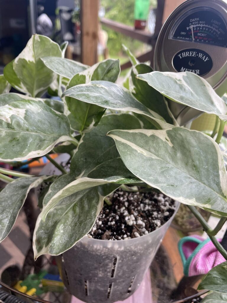 Sold as a Pearl & Jade, is it actually? Sold as a Pearl & Jade, is it actually?