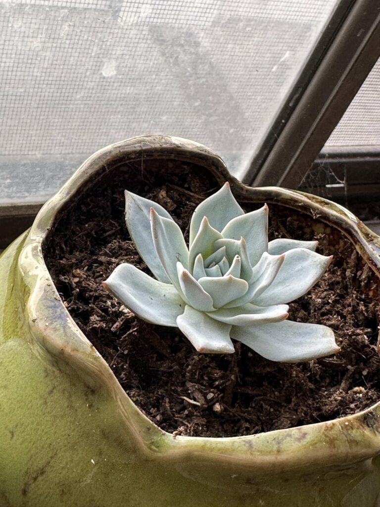 Help Identify My Echeveria