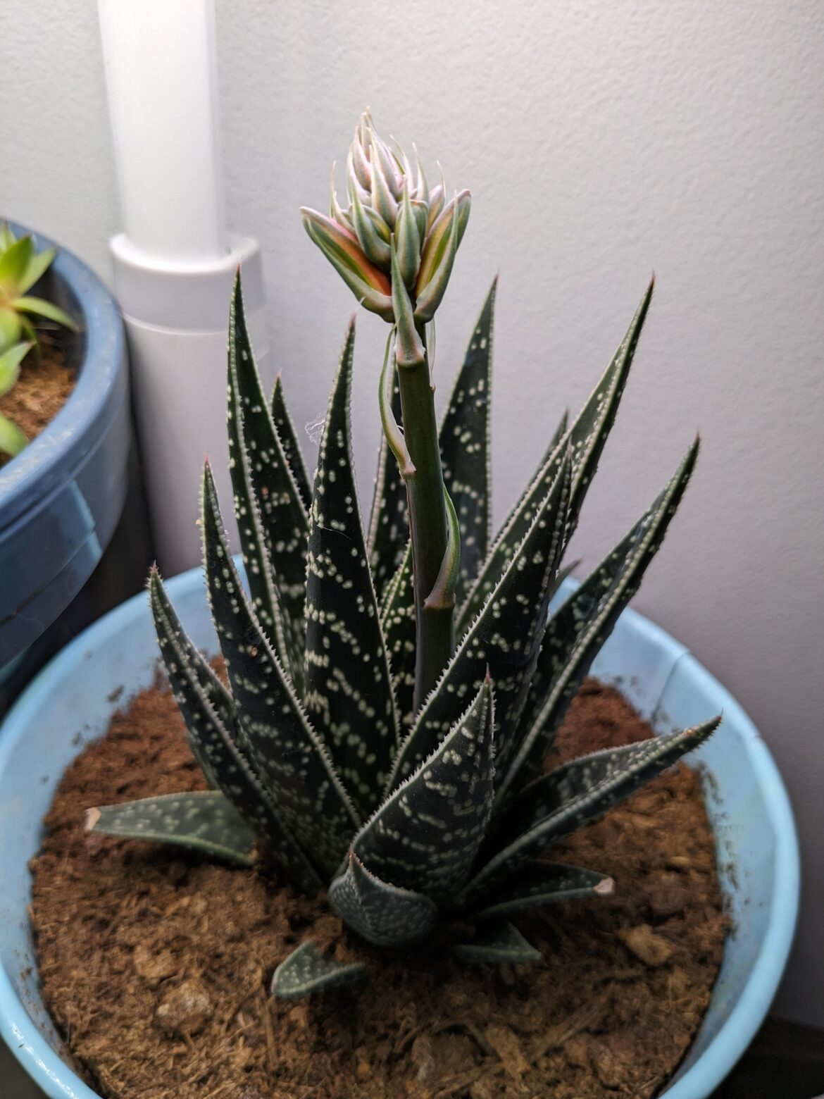 Haworthia or Aloe?