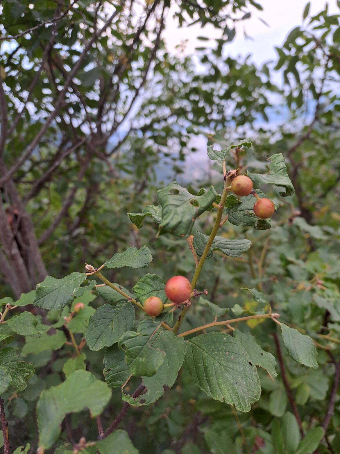 [OC] So my first unknown, this tree has so many characteristics of so many plants that I can't pinpoint anything. And berries/fruit is so generic and without any markings that it is for me impossible to discern what this thing is. If I didn't take this picture I would say it is AI generated average