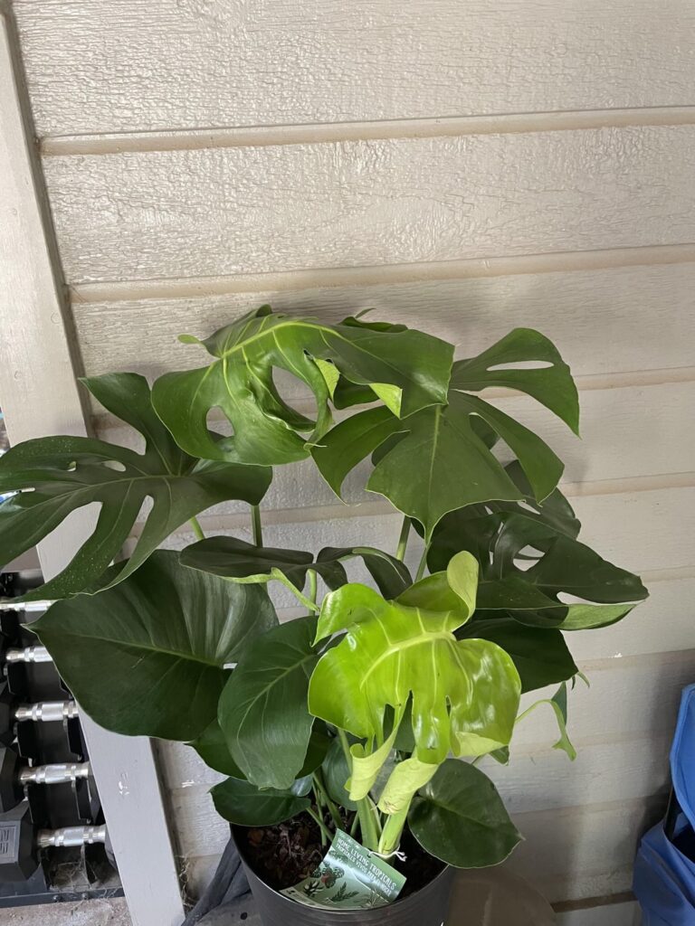 $15 monstera from grocery store, what should be my first steps?