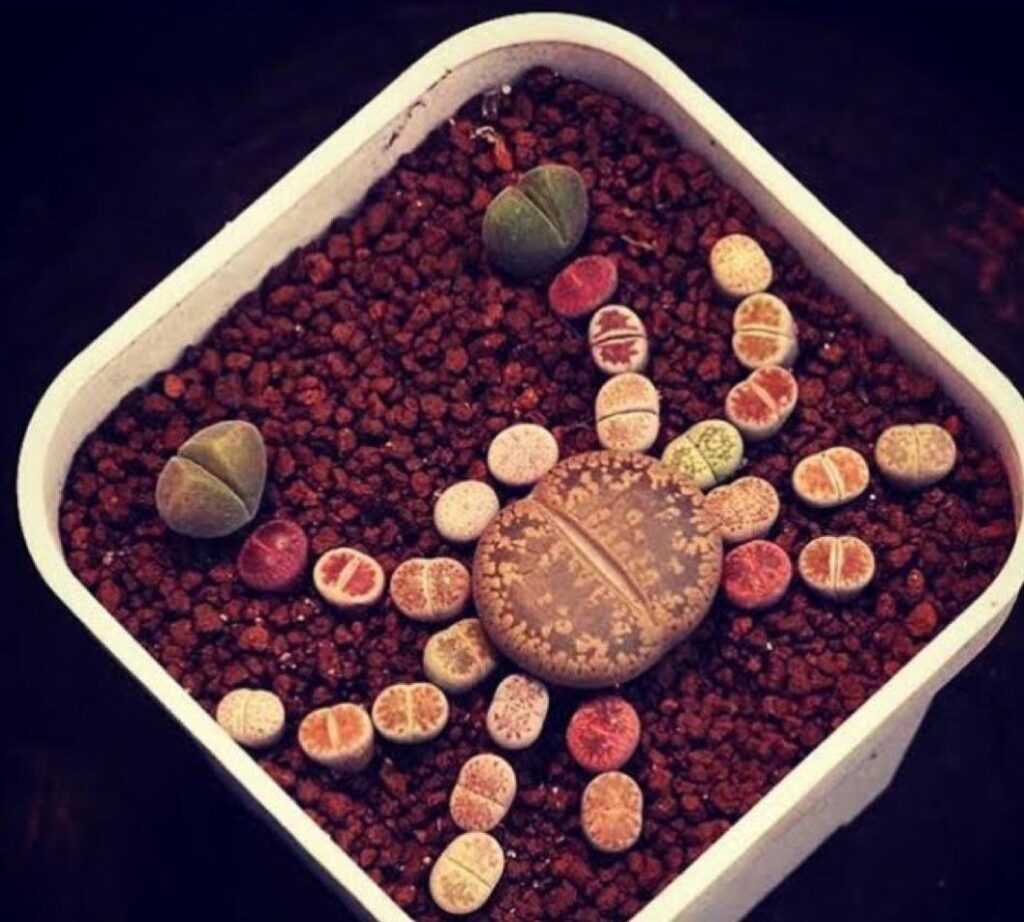 Succulent Crab credit to @SucculentBros