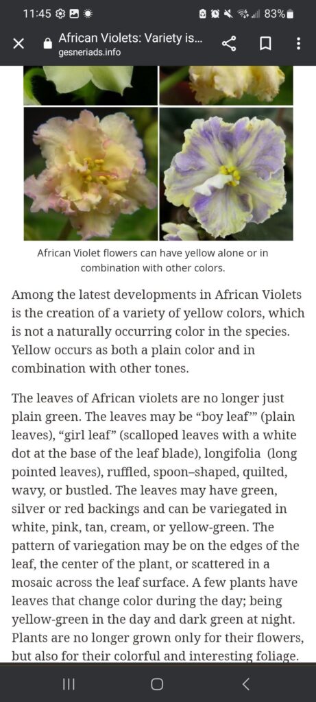 Anyone have any solid yellow violets in their collection? Or know the names of the ones pictured?