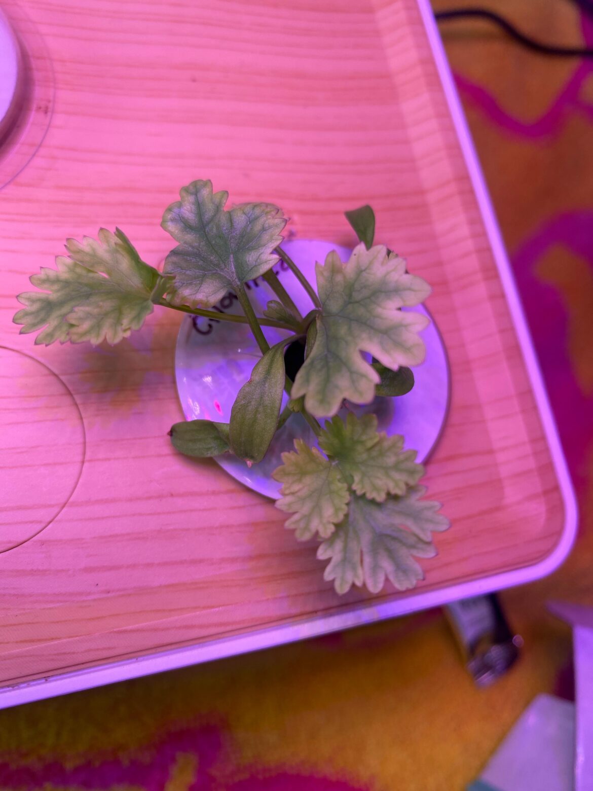 What is causing this