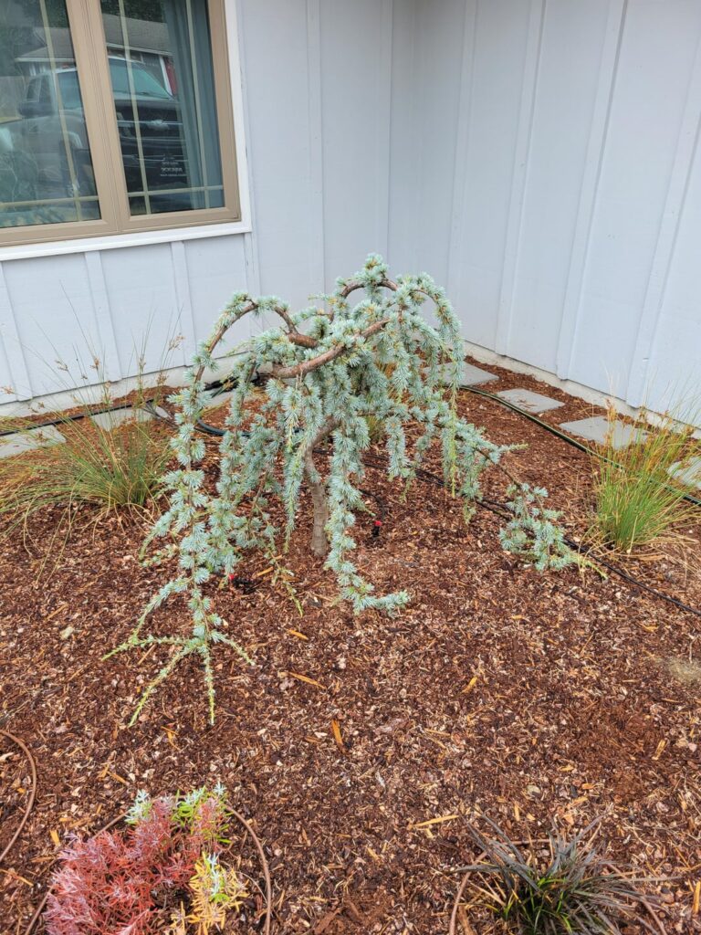 How wpuld you train these branches to grow?