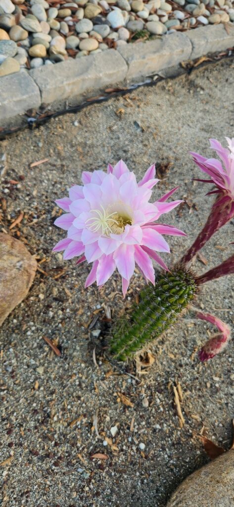 Looks like this guy liked Hurricane Hillary. Can you guys i.d it for me? I have no idea what I have