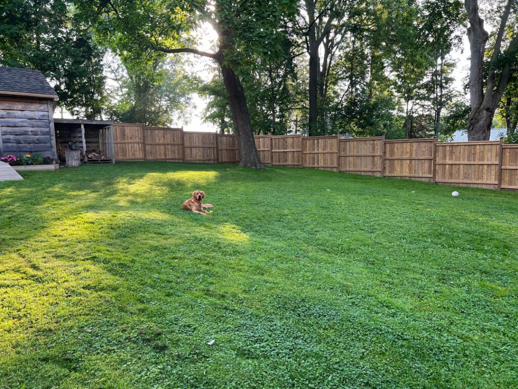 Not sure how to approach this lawn. Advice Please!