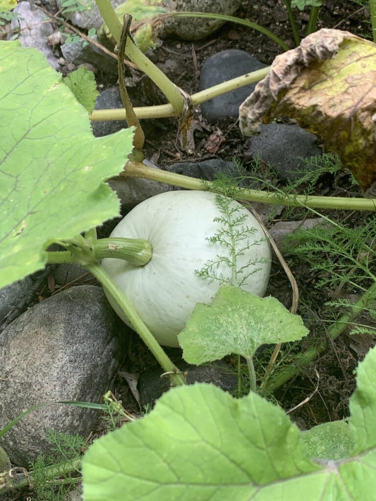 How do I know when these are ripe?