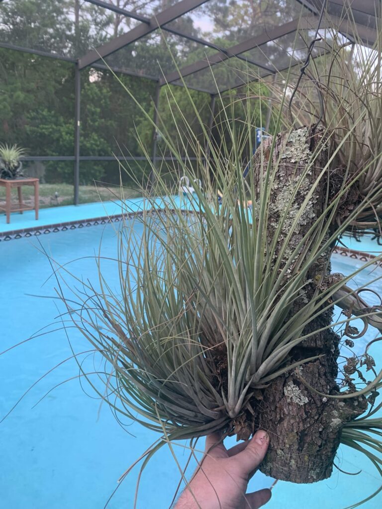 My oldest Tillandsia! Going on 9+ years now. Started out with 2 pups. Now there’s 20+. Tillandsia floridana