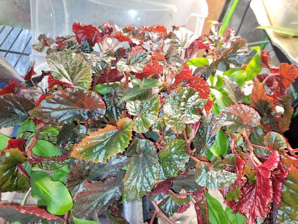 I forgot the name- can someone tell me who I have here?