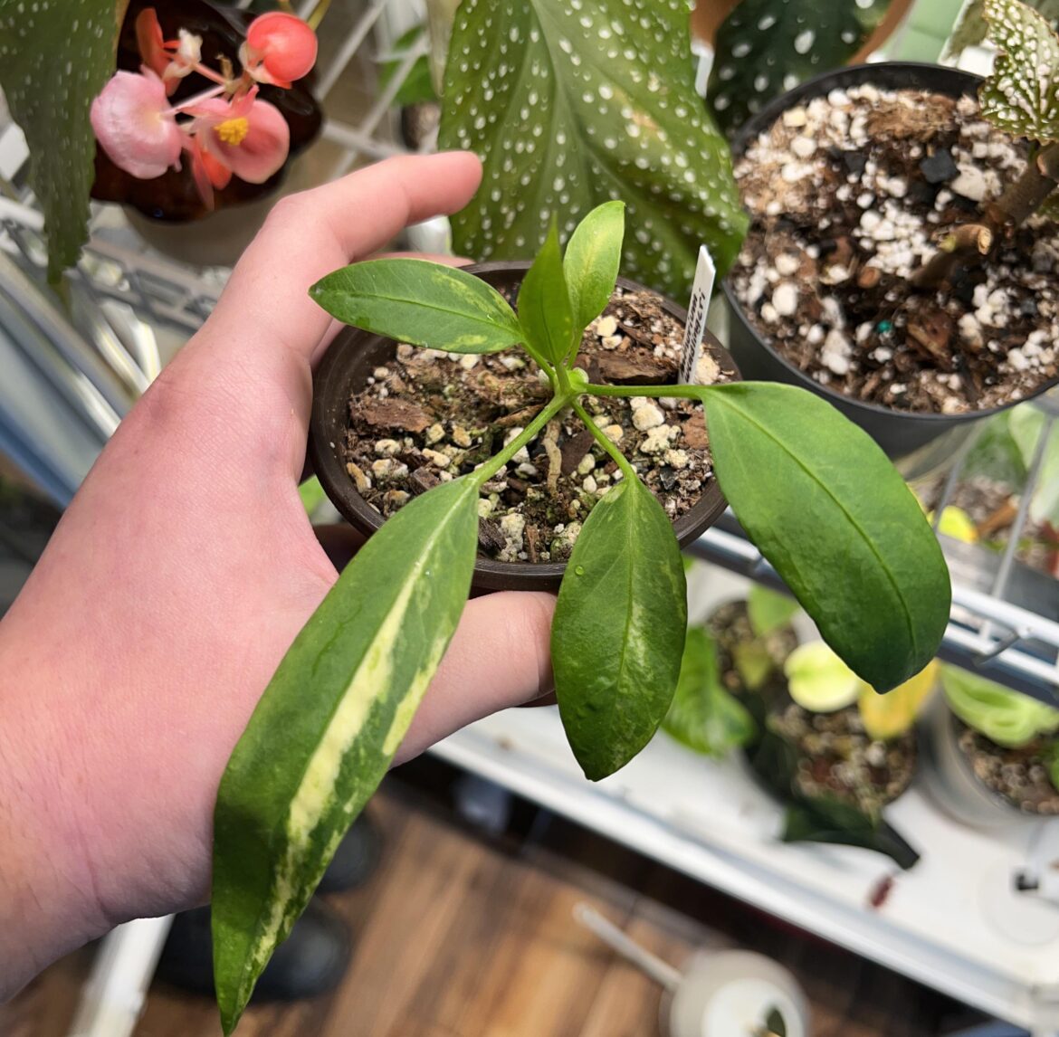 did i win the anthurium genetics lottery?