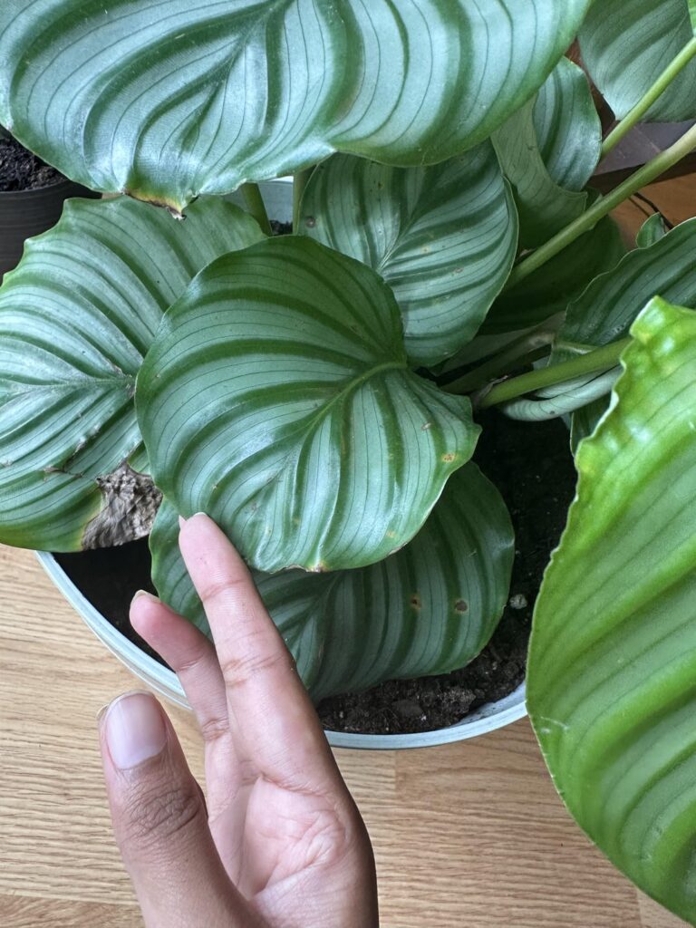 Starting to see some yellow spots on old leaves :(