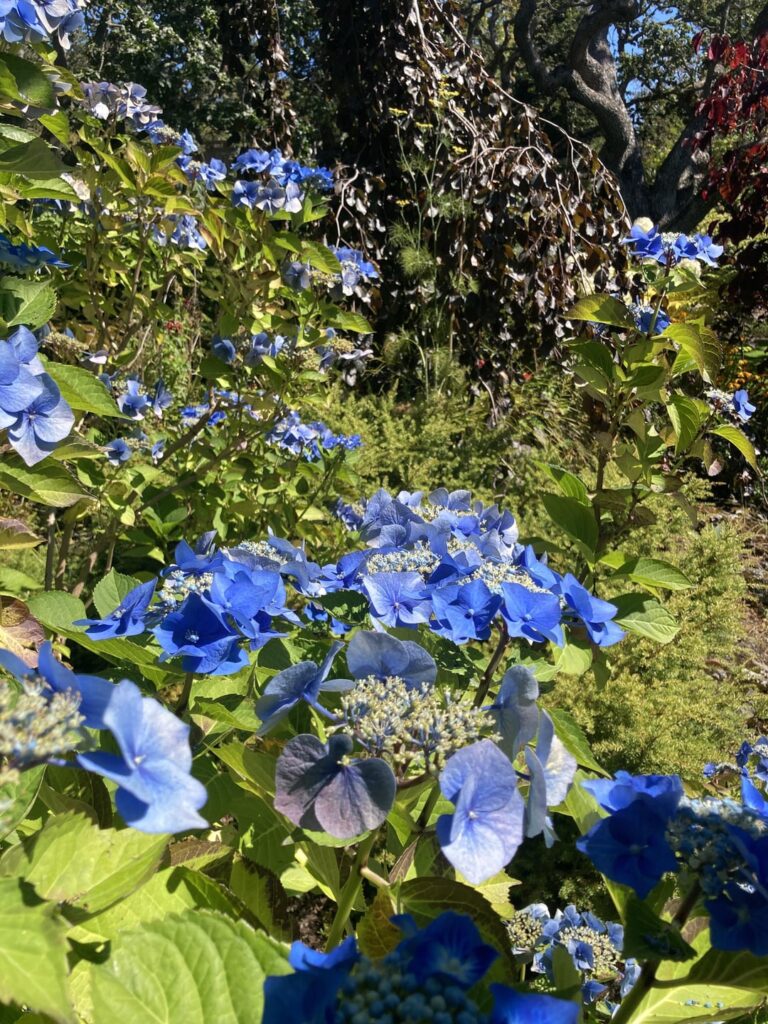 Flowers at Abkhazi Garden