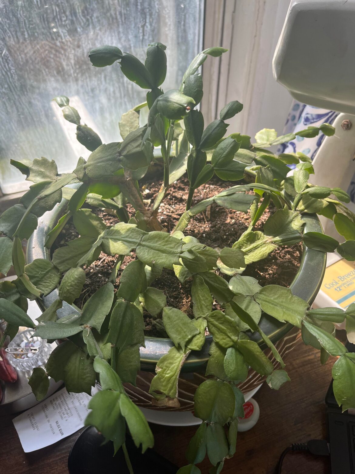 Wrinkly and the ends are starting to crisp up or turn pale and rubbery! :(