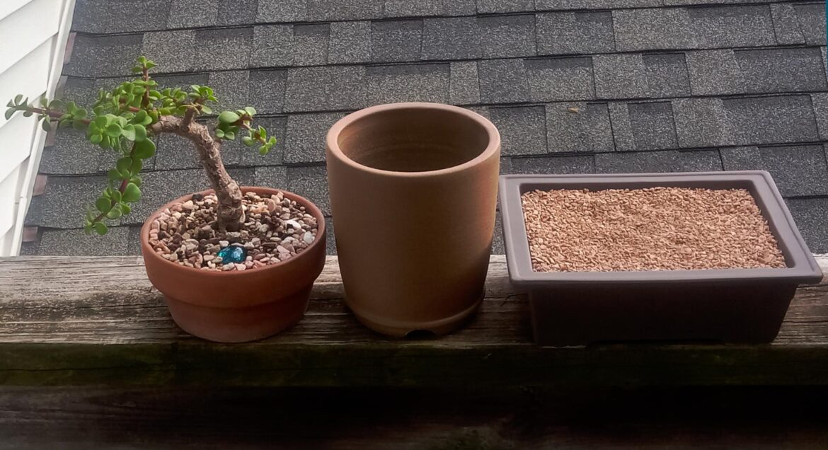 Portulacaria afra: which pot for beefy trunk?